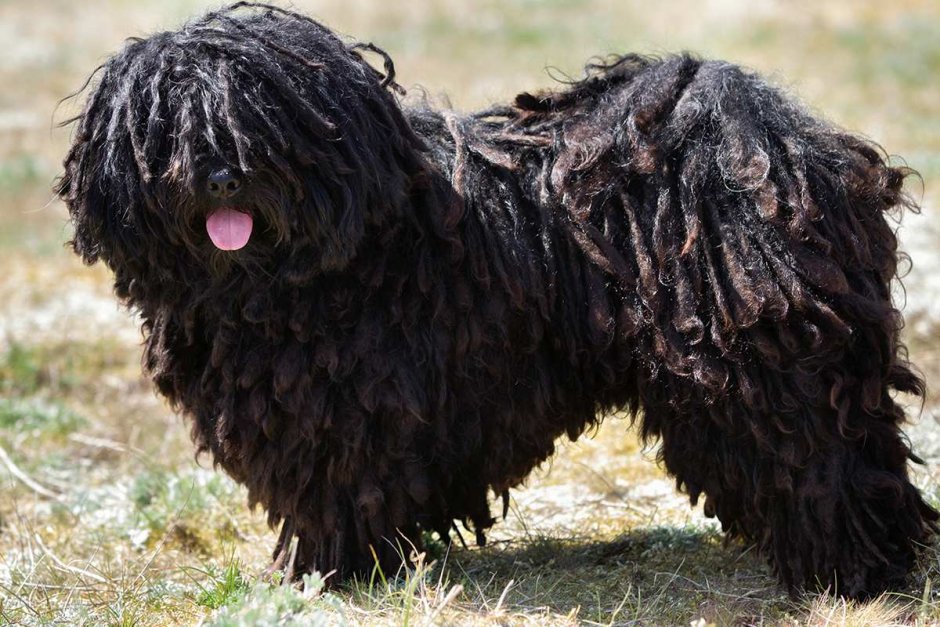 Собачка карликовый пудель