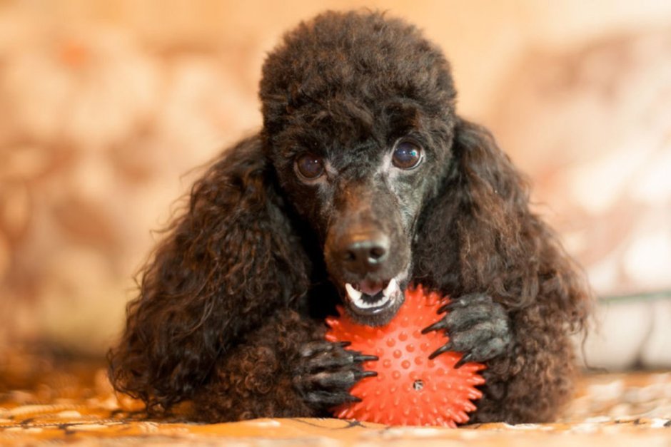 Кучерявый пудель черный щеночек