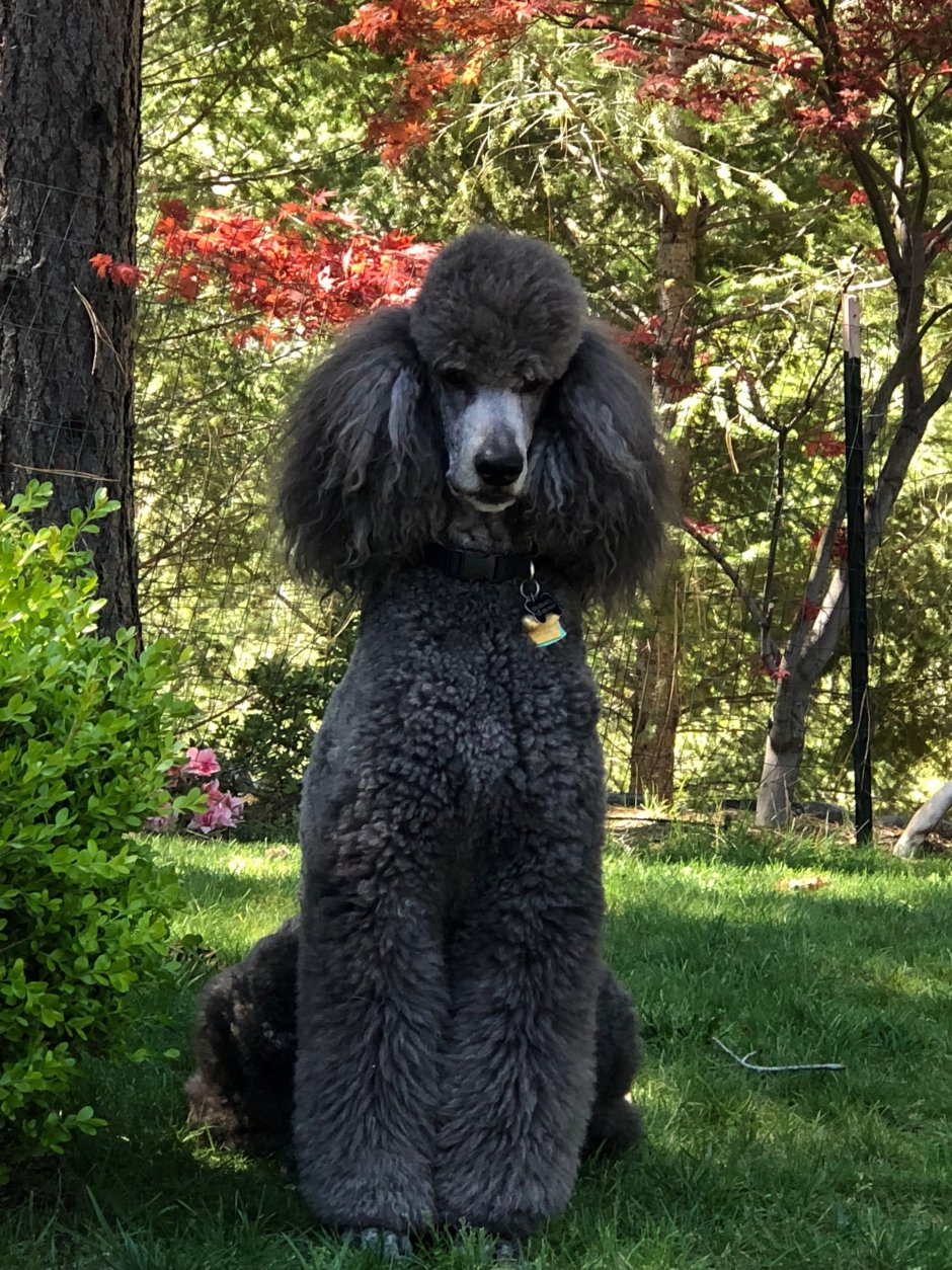 Бергамская овчарка черная