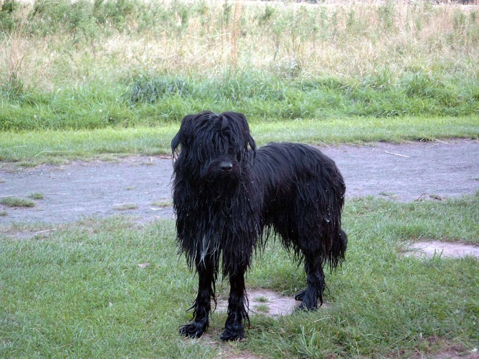 Русский черный терьер