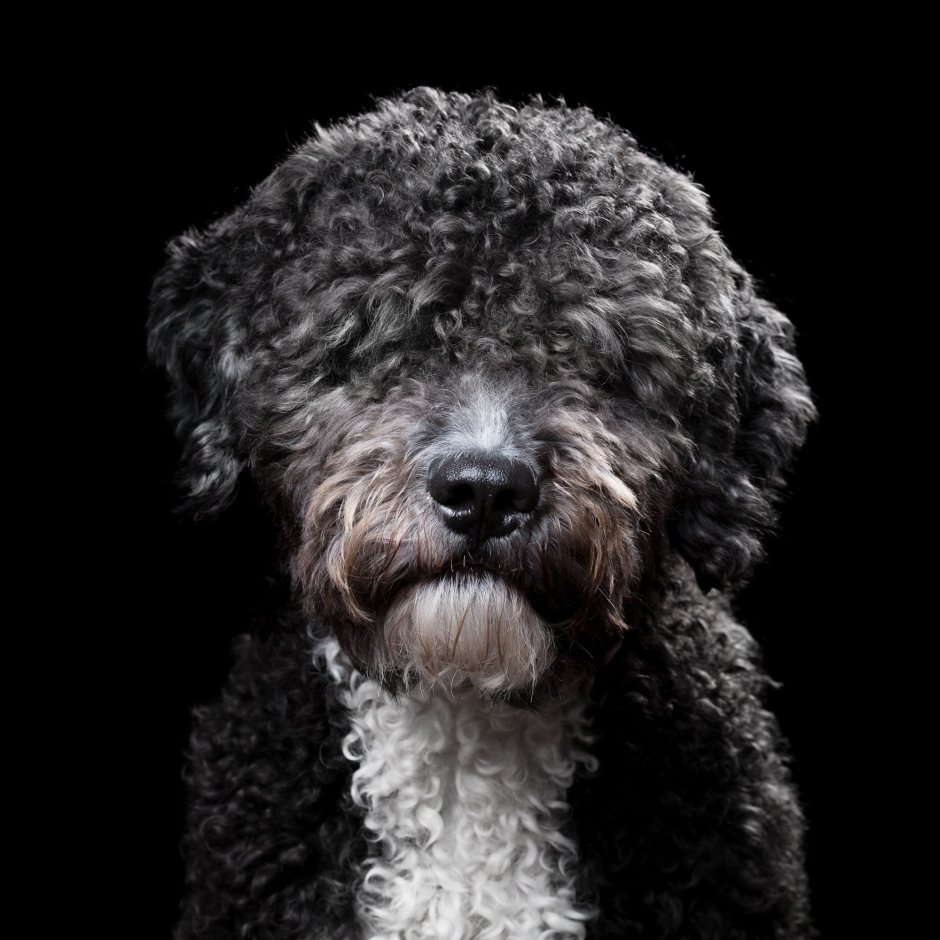 Черный терьер кучерявый