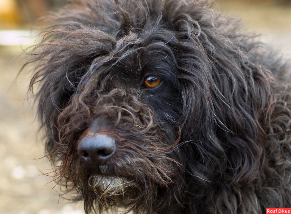 Черная пушистая собака кучерявая
