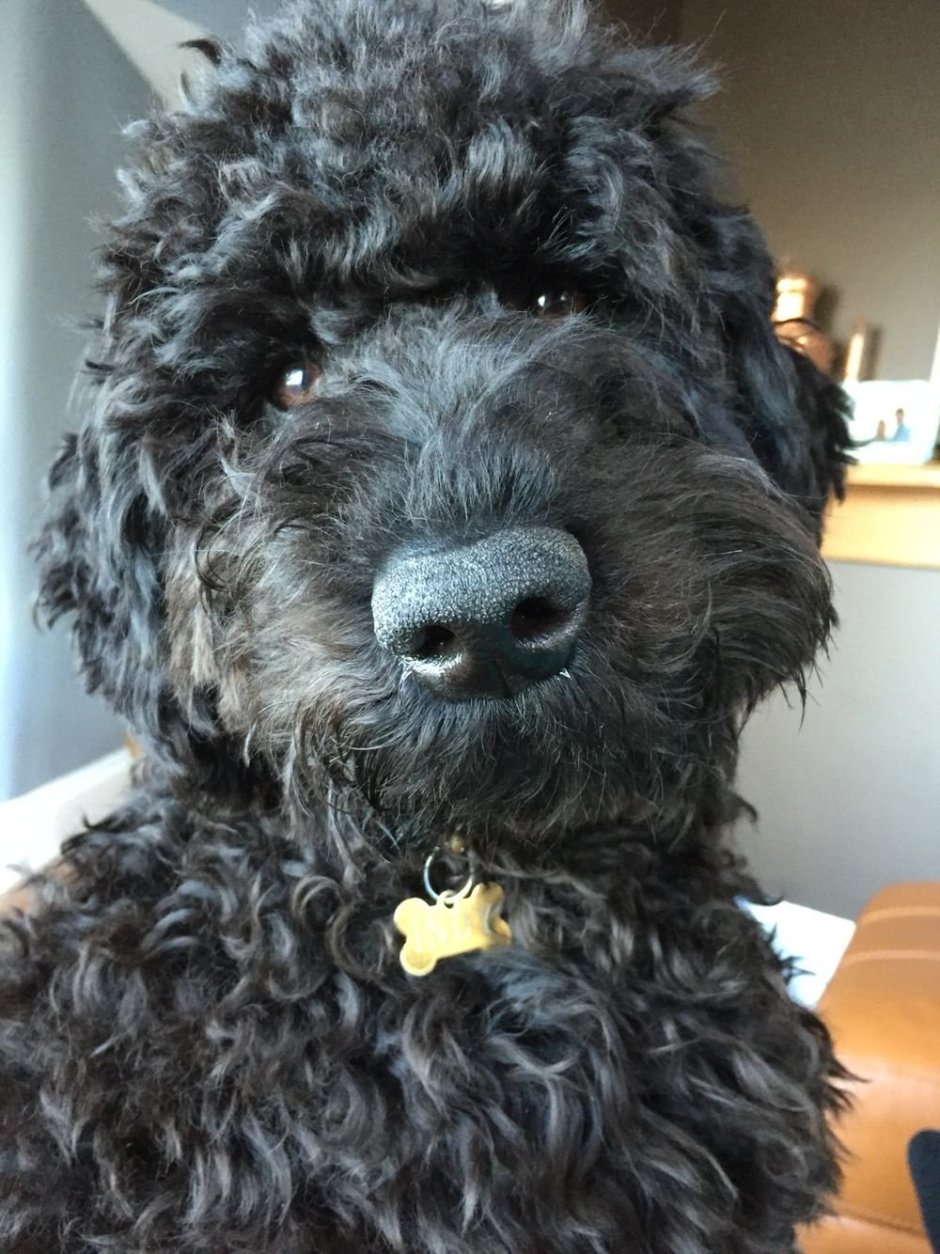 Русский черный терьер