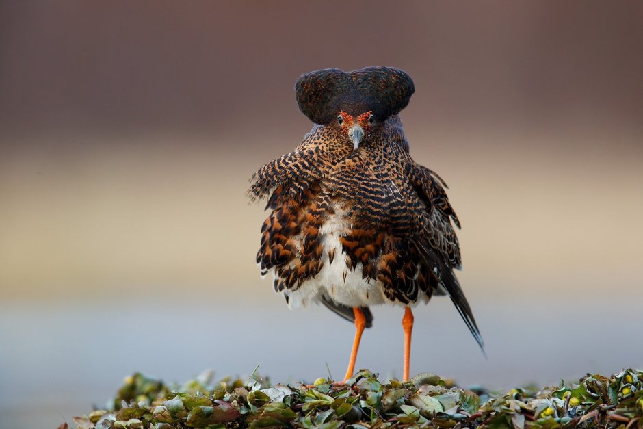 Red-billed Leiothrix