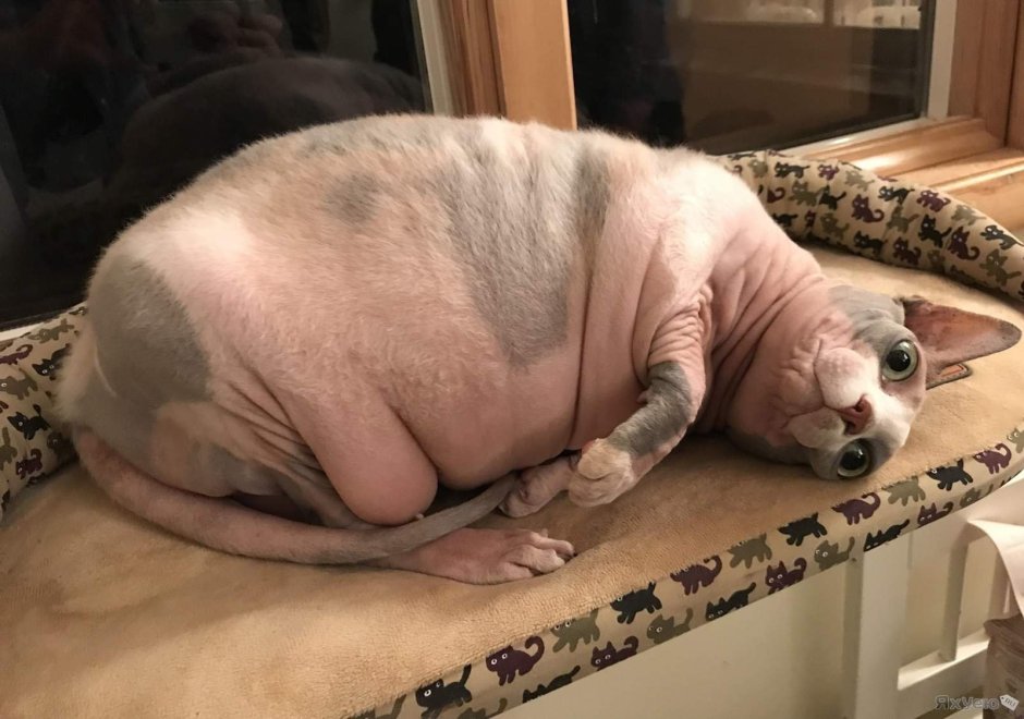 Шотландские кошки с ушами