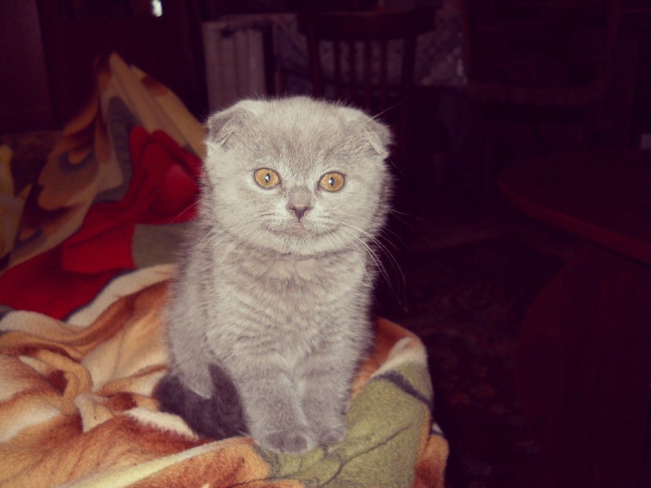Вислоухий кот сфинкс