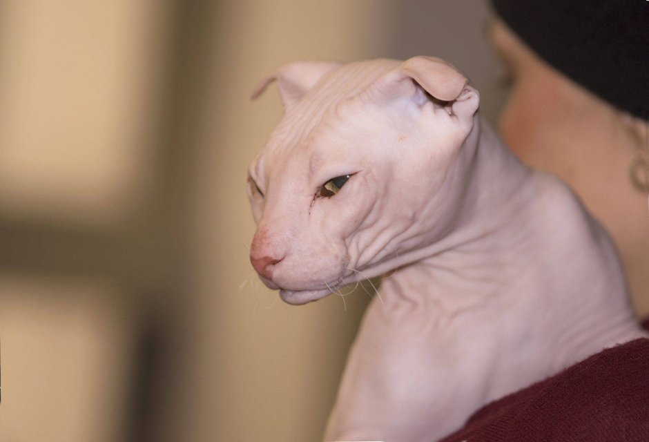Английский вислоухий кот