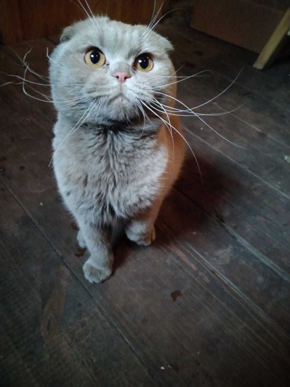 Шотландский вислоухий Манчкин кот