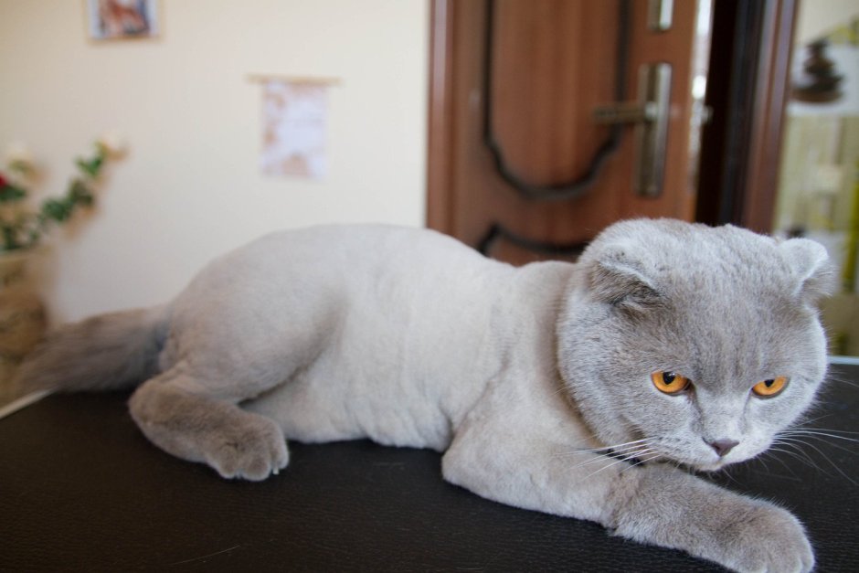 Вислоухий кот