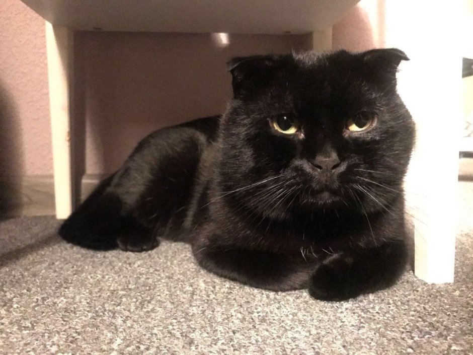 Шотландская кошка прямоухая черная