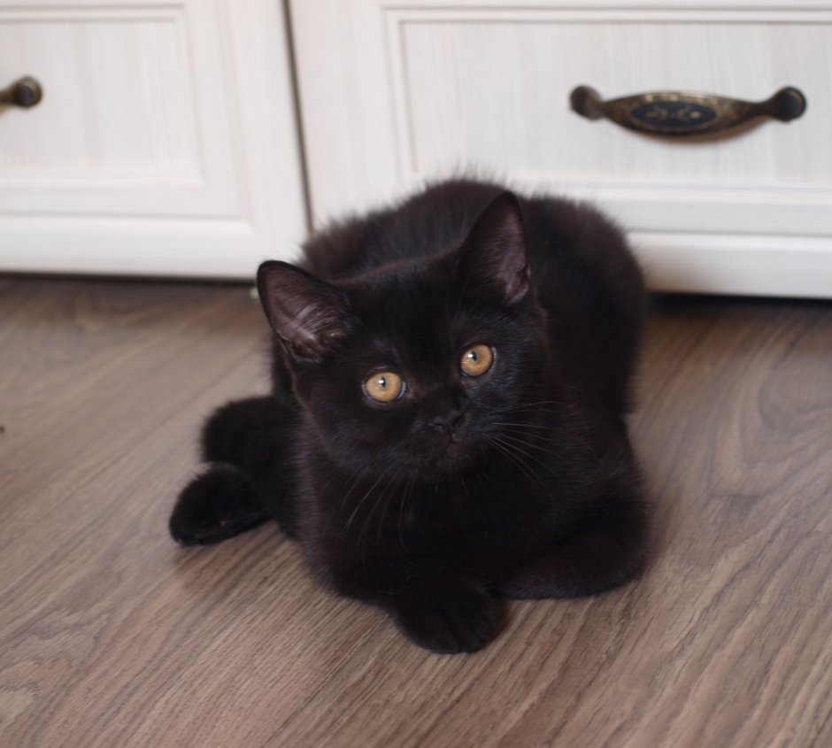 Скоттиш страйт кошка черная