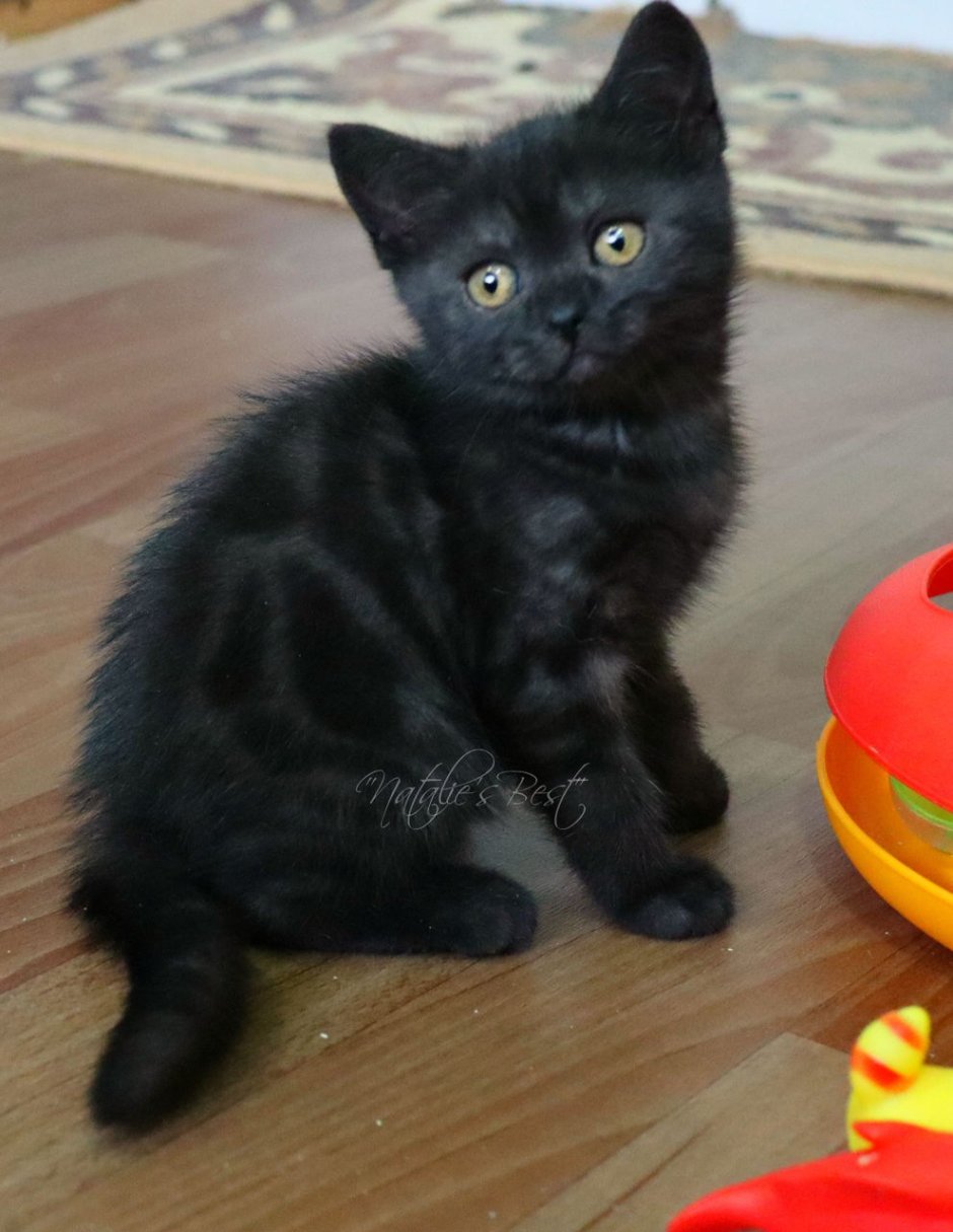 Шотландский скоттиш страйт черный