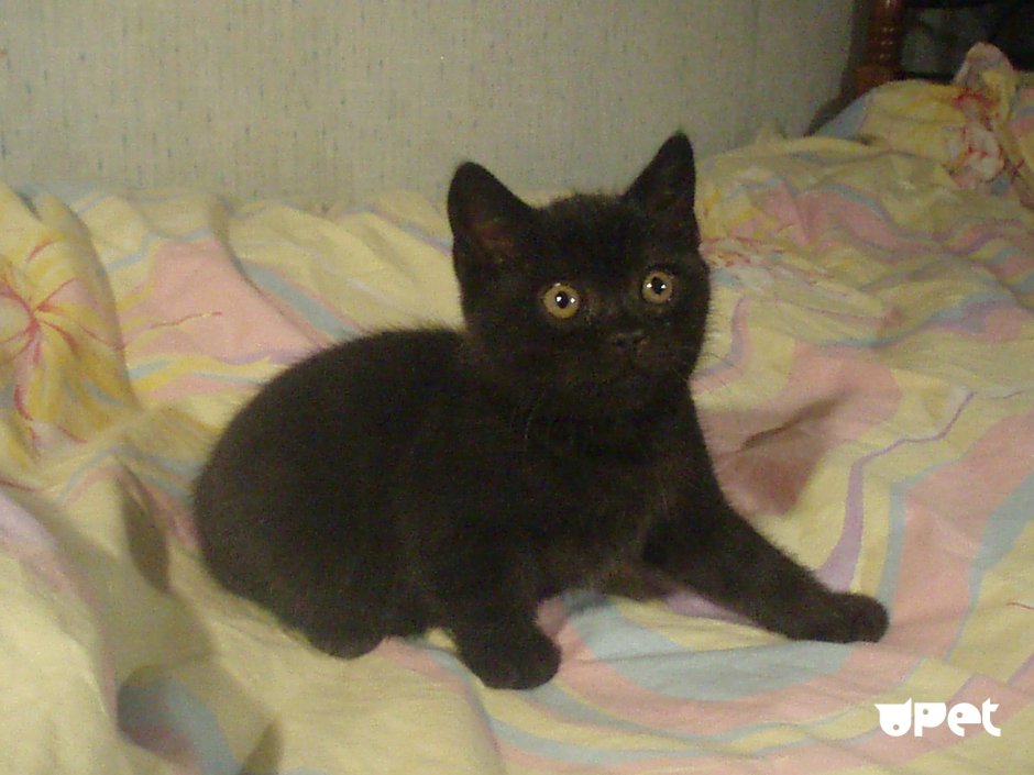Кот шотландский прямоухий черный с белым