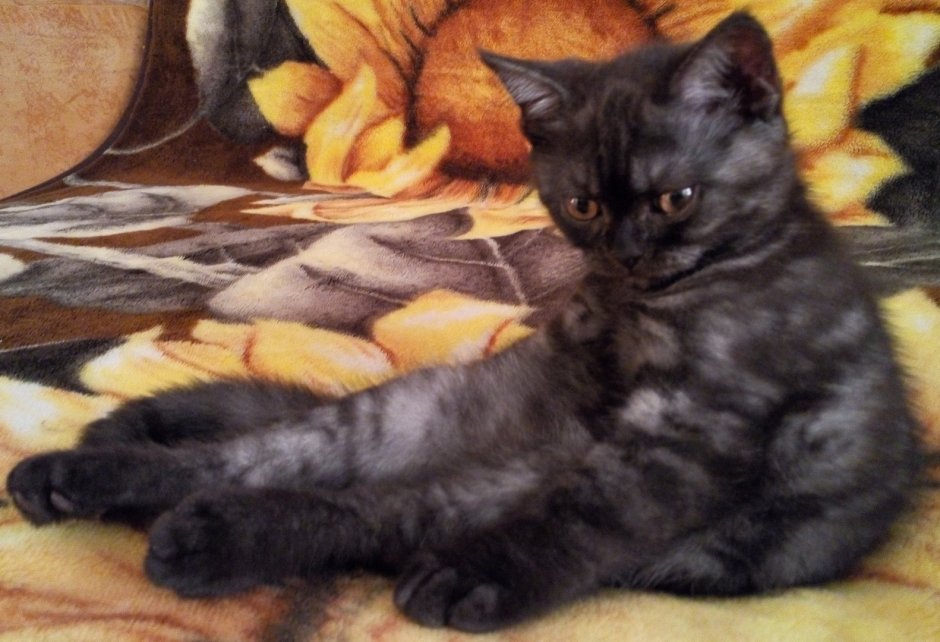 Полубританец кот черный