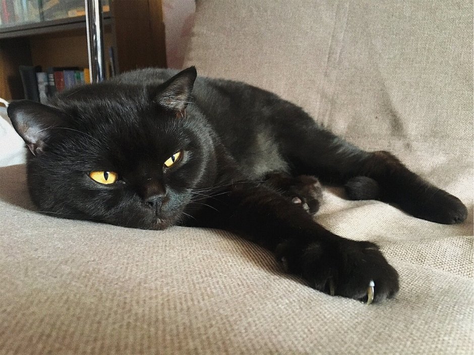 Черный котенок
