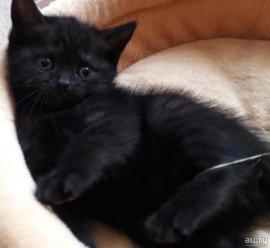 Британский прямоухий котенок черный