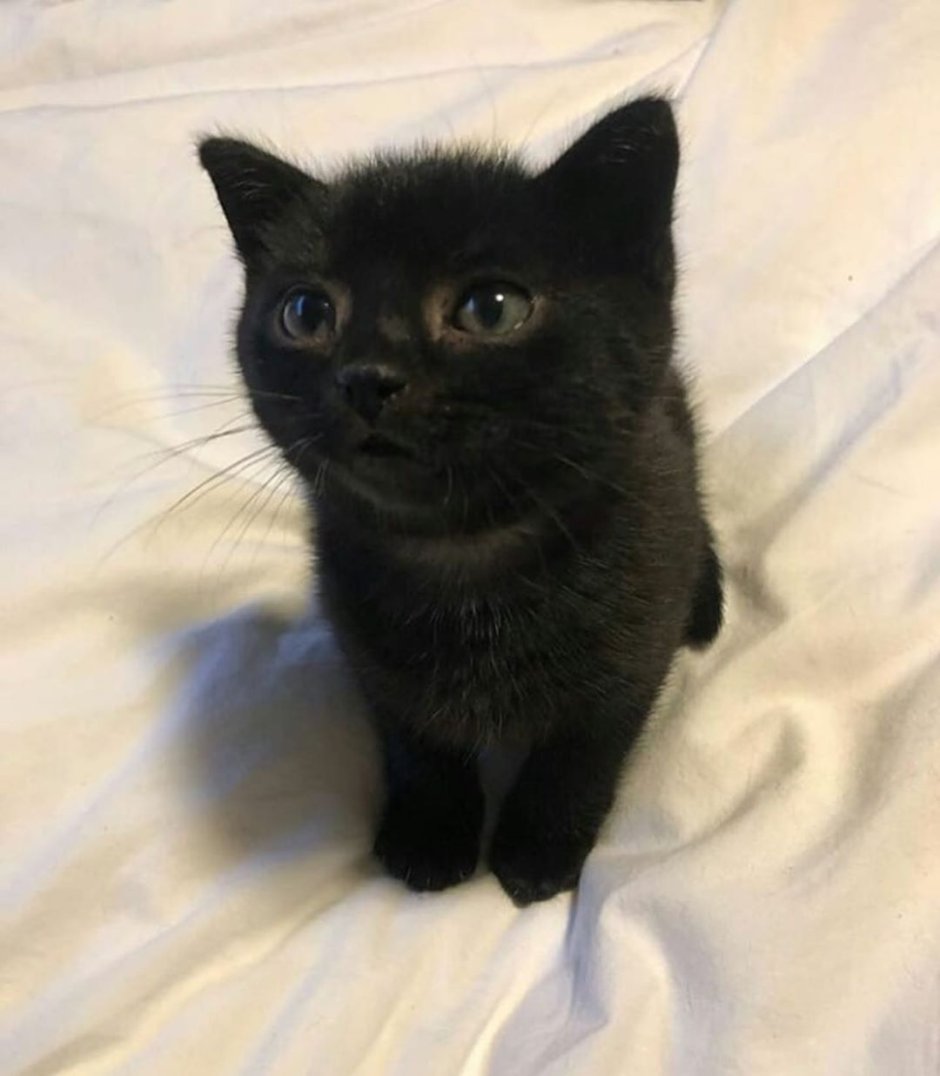 Котята на Красном фоне