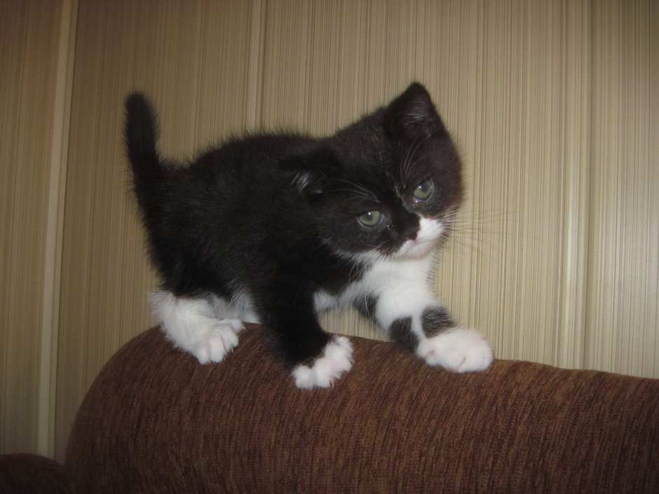 Шотландские котята скоттиш страйт черные