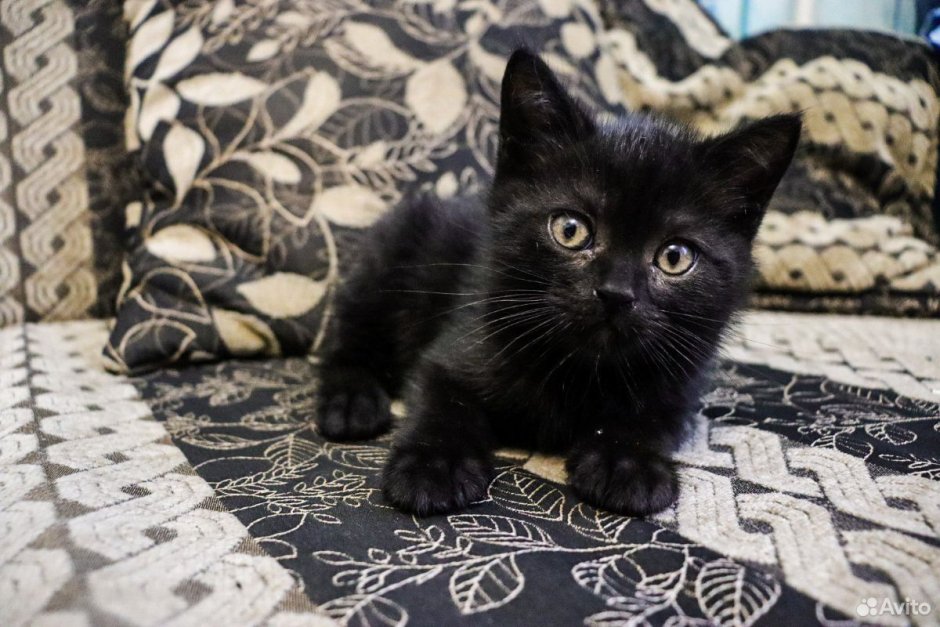 Шотландские котята скоттиш страйт черные
