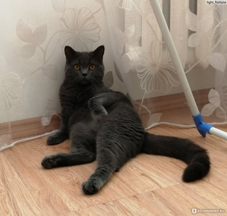 Шотландец черный прямоухий осенью