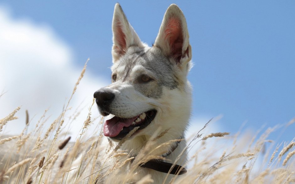 Canis Lupus familiaris