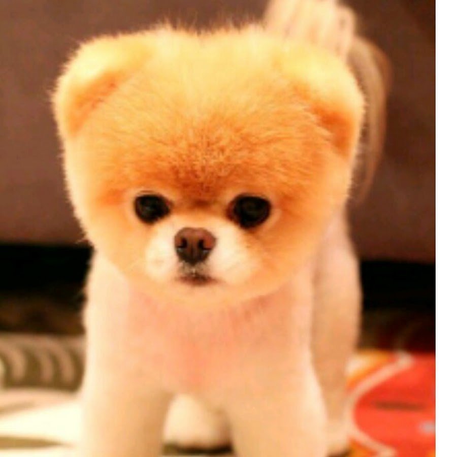 Чау-чау померанский