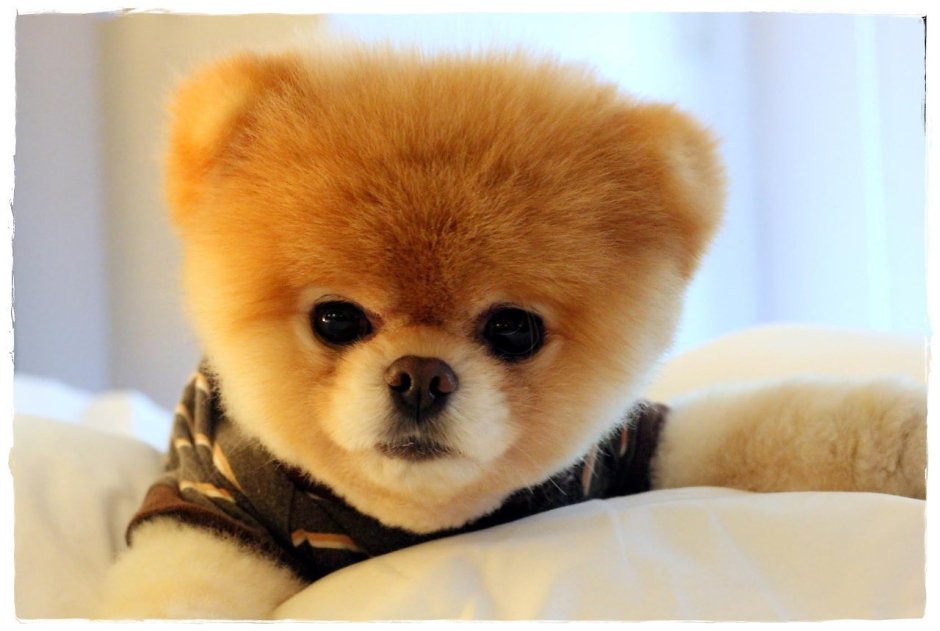 Померанский шпиц БОО