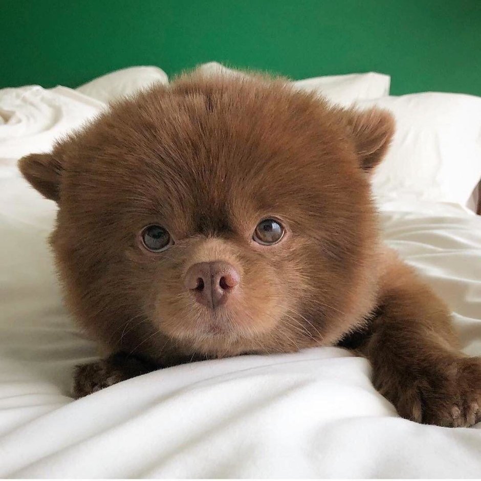 Померанский шпиц Boo