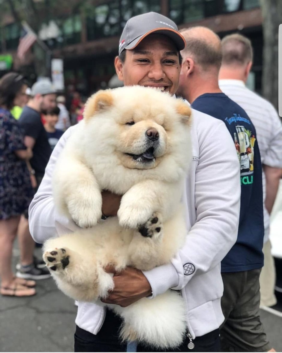 Порода чау чау медведя