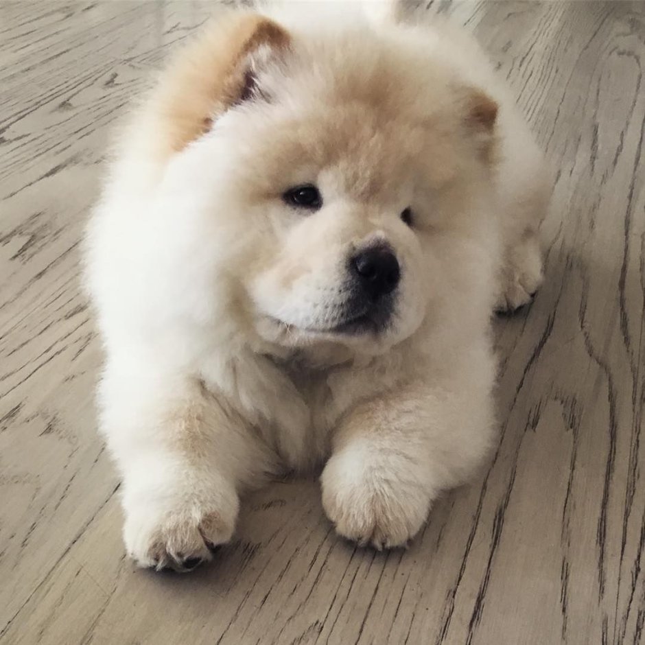 Порода собак шпиц мишка