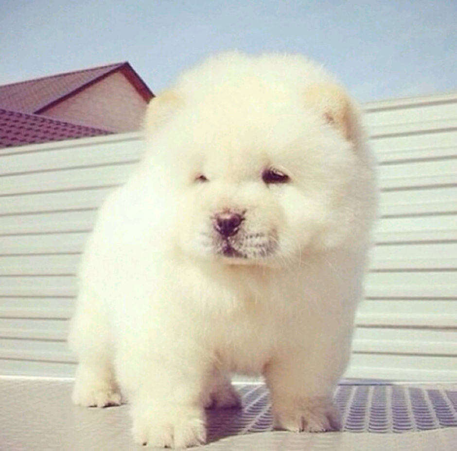 Шпиц померанский медвежьего рыжий