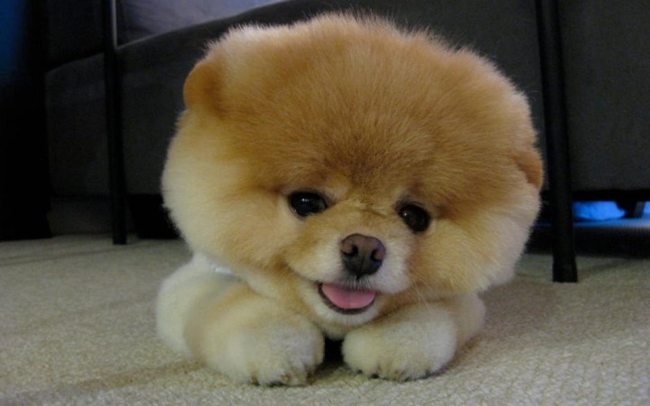 Чау чау Мерль