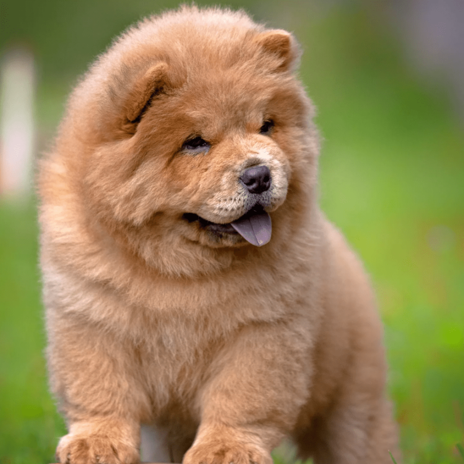 Померанский шпиц Бертрам