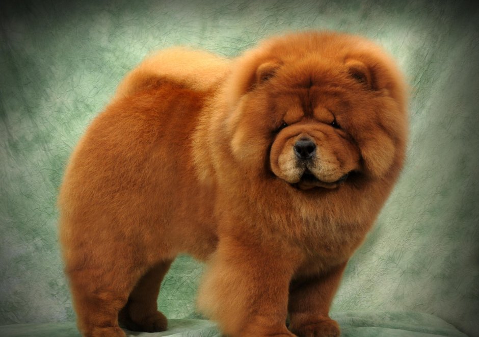 Чау чау белый