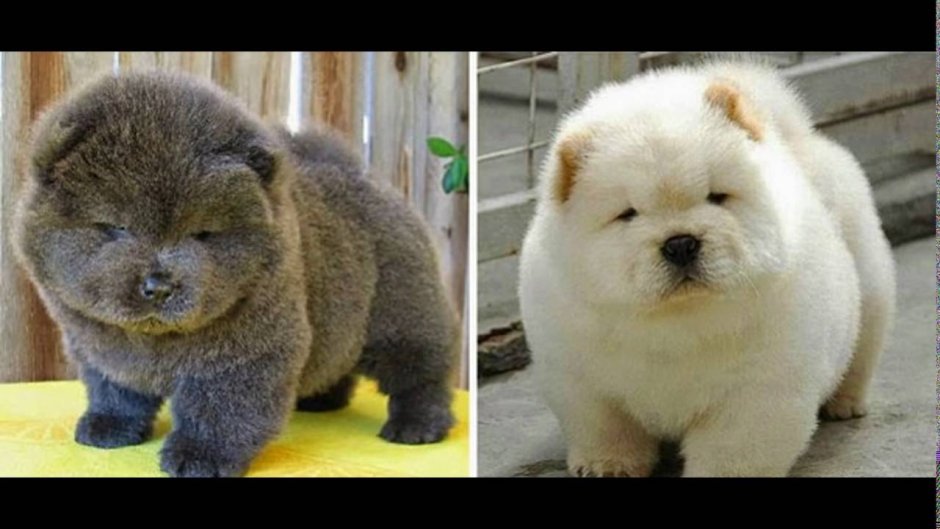 Чау чау мишка