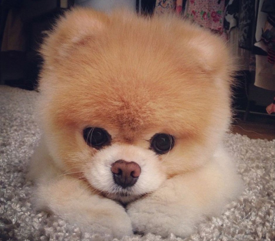 Померанский шпиц Джифф