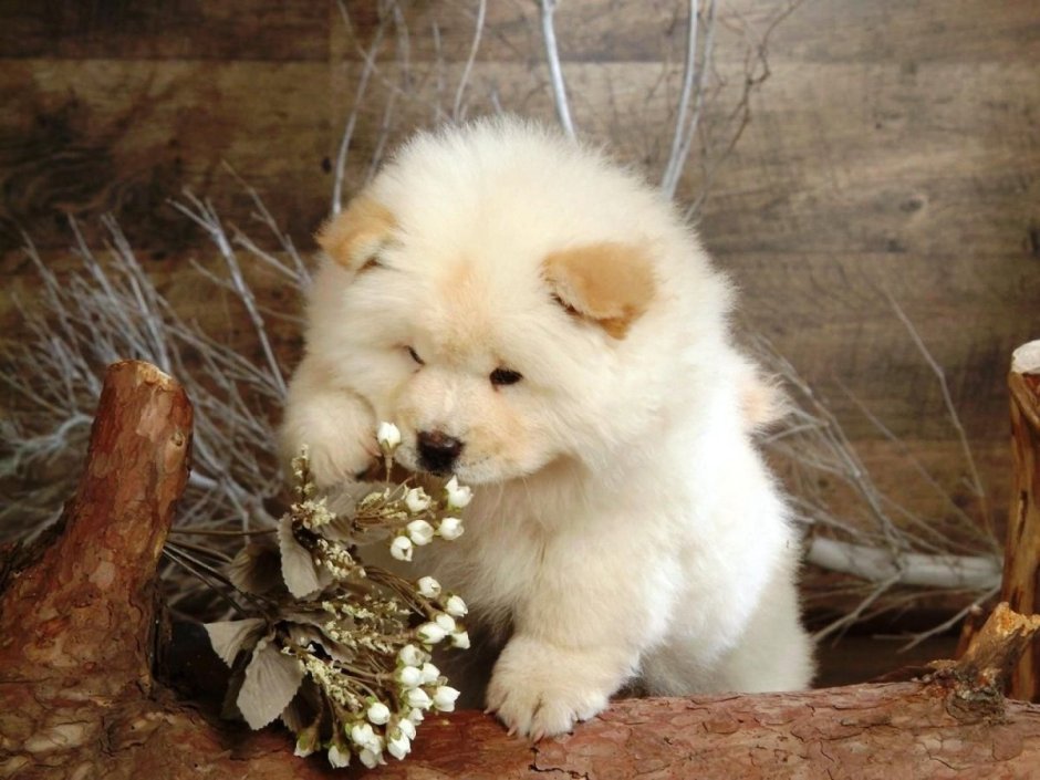 Порода собак шпиц мишка