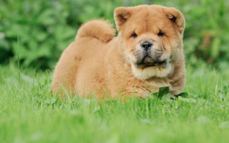 Чао-Чао собака