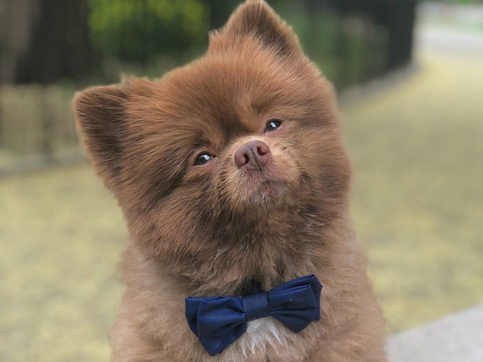 Шпиц померанский карликовый стриженный