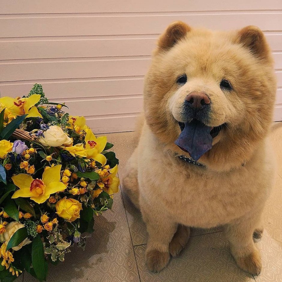 Померанский шпиц шоколадный