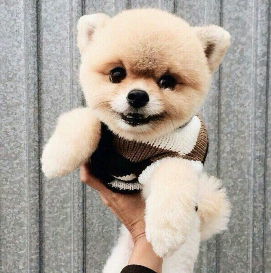 Маленькая собачка похожая на медвежонка