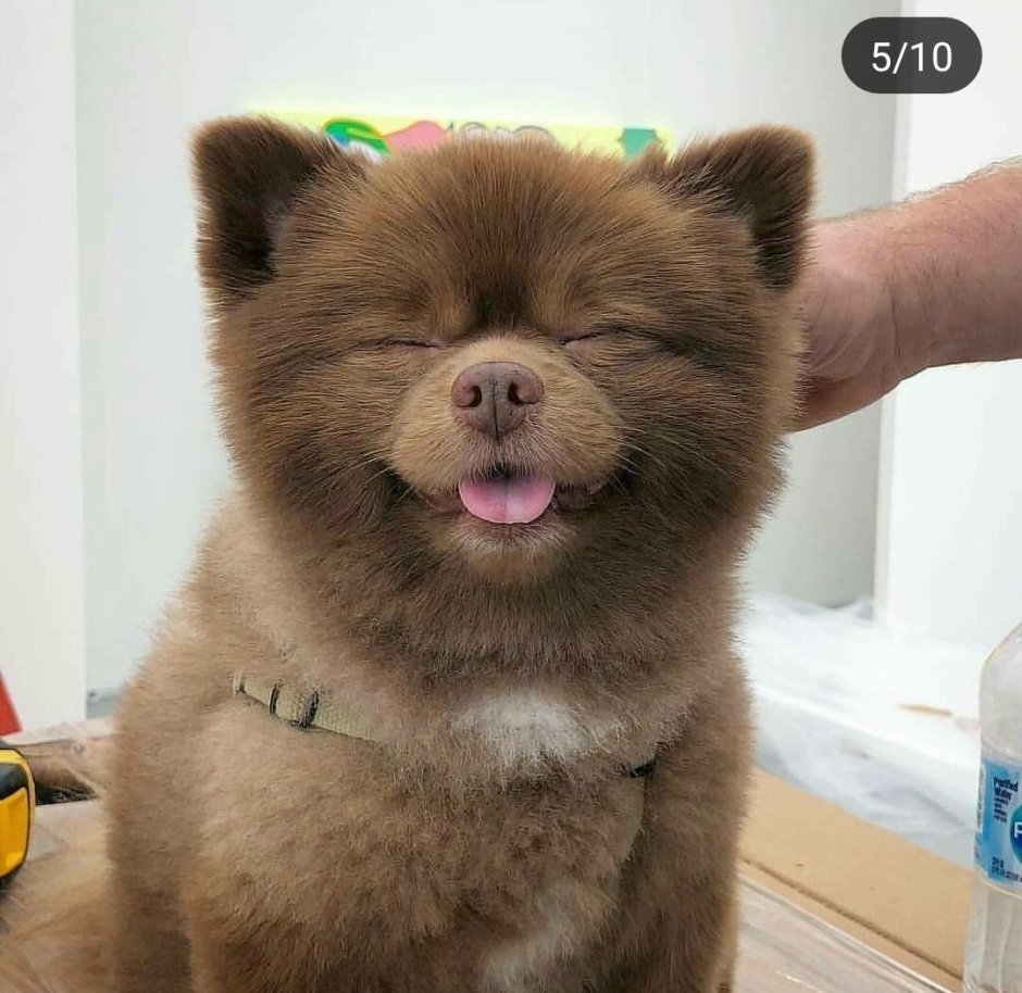 Щенки Шунсуке