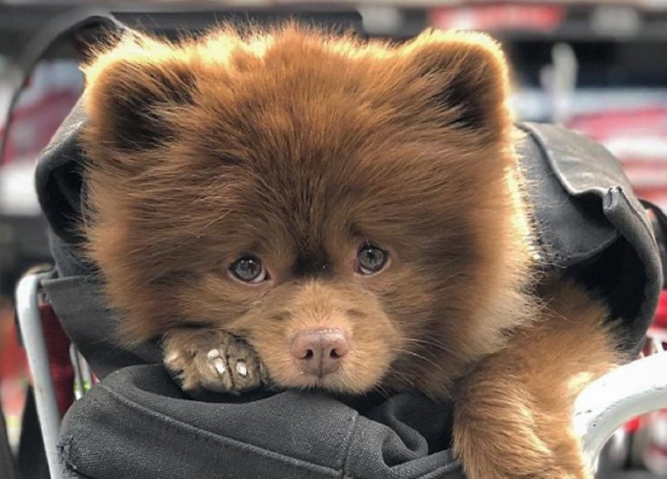 Померанский шпиц Тедди