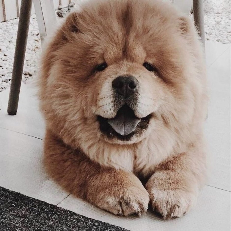 Померанский шпиц Бертрам