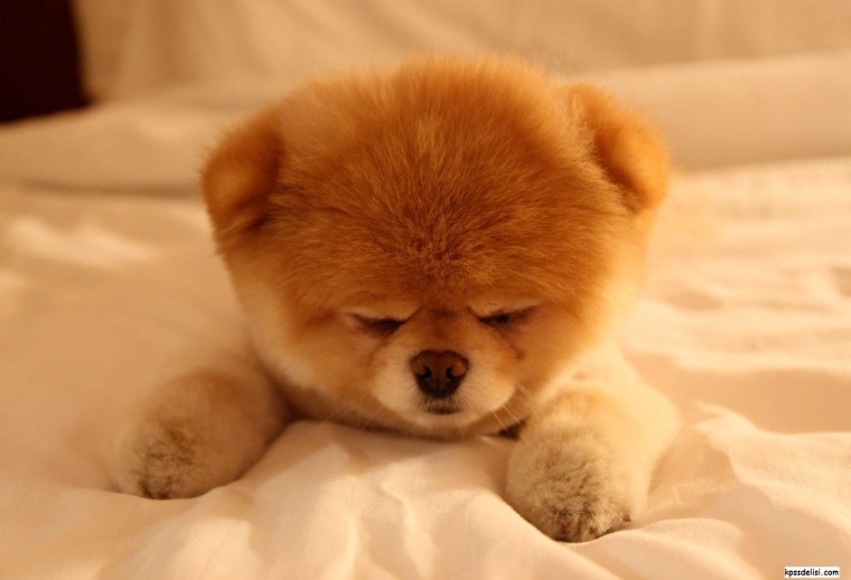 Японская порода собак Шунсуке