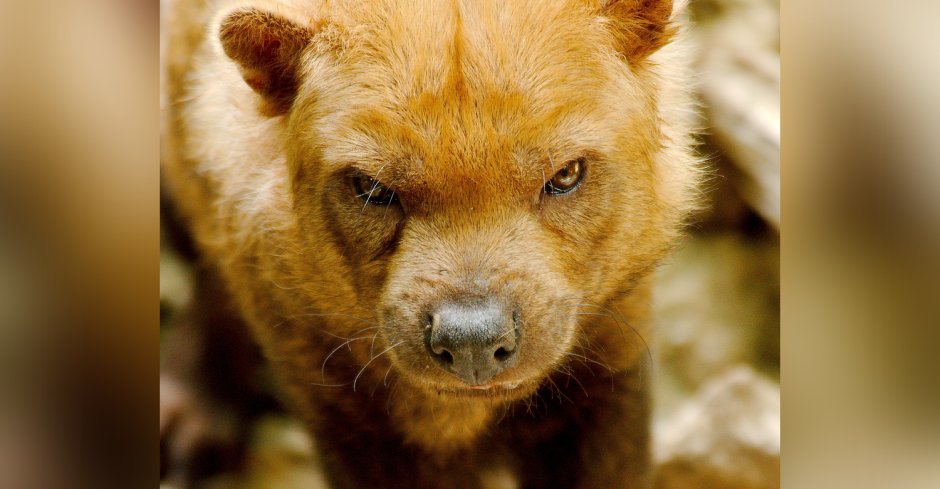 Чау-чау собака щенок