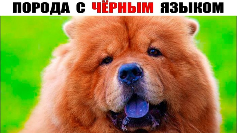 Бертрам шпиц-Медвежонок