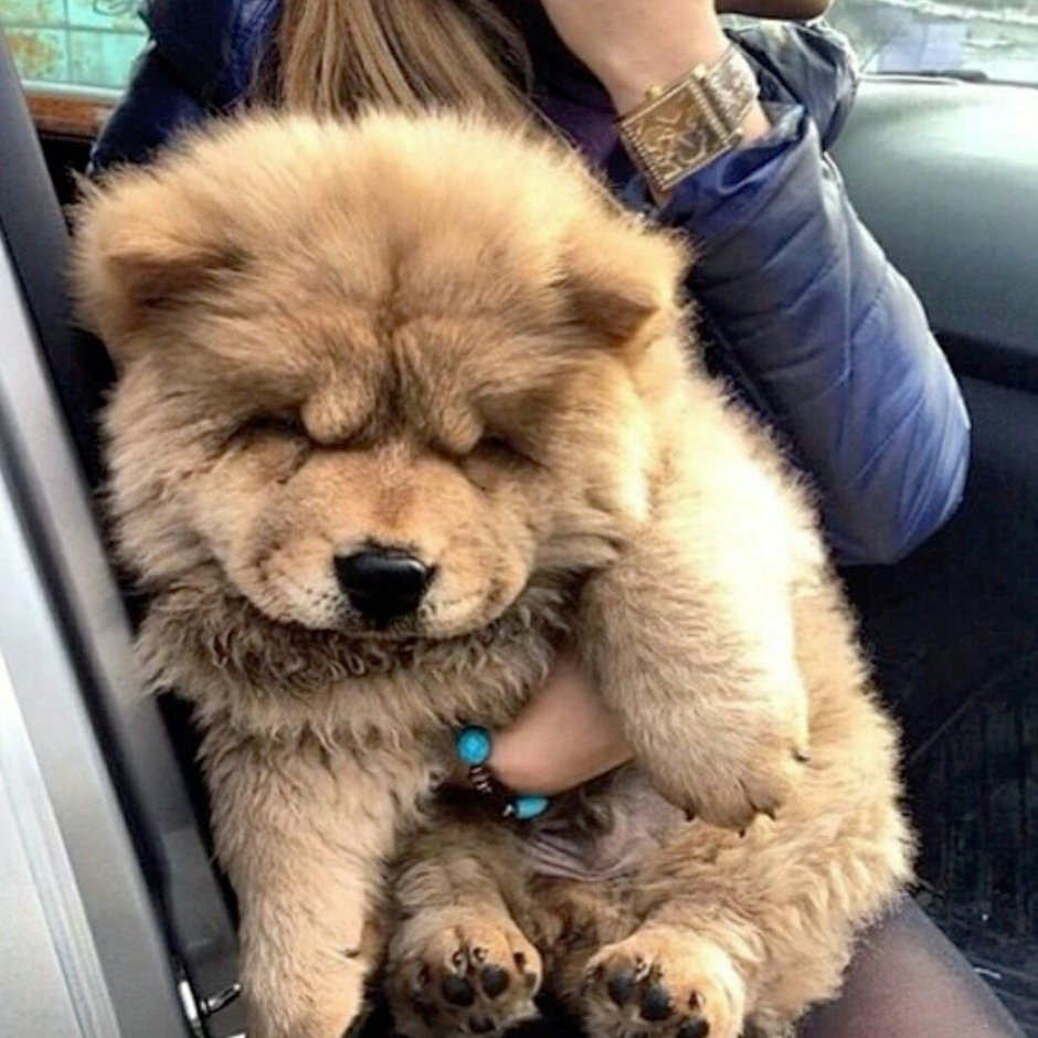 Собаки чау чау маленькие