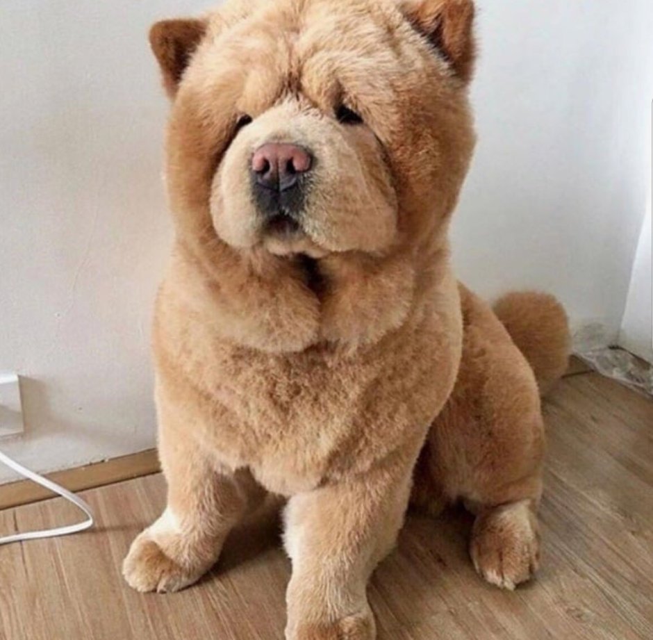 Чау чау альбинос