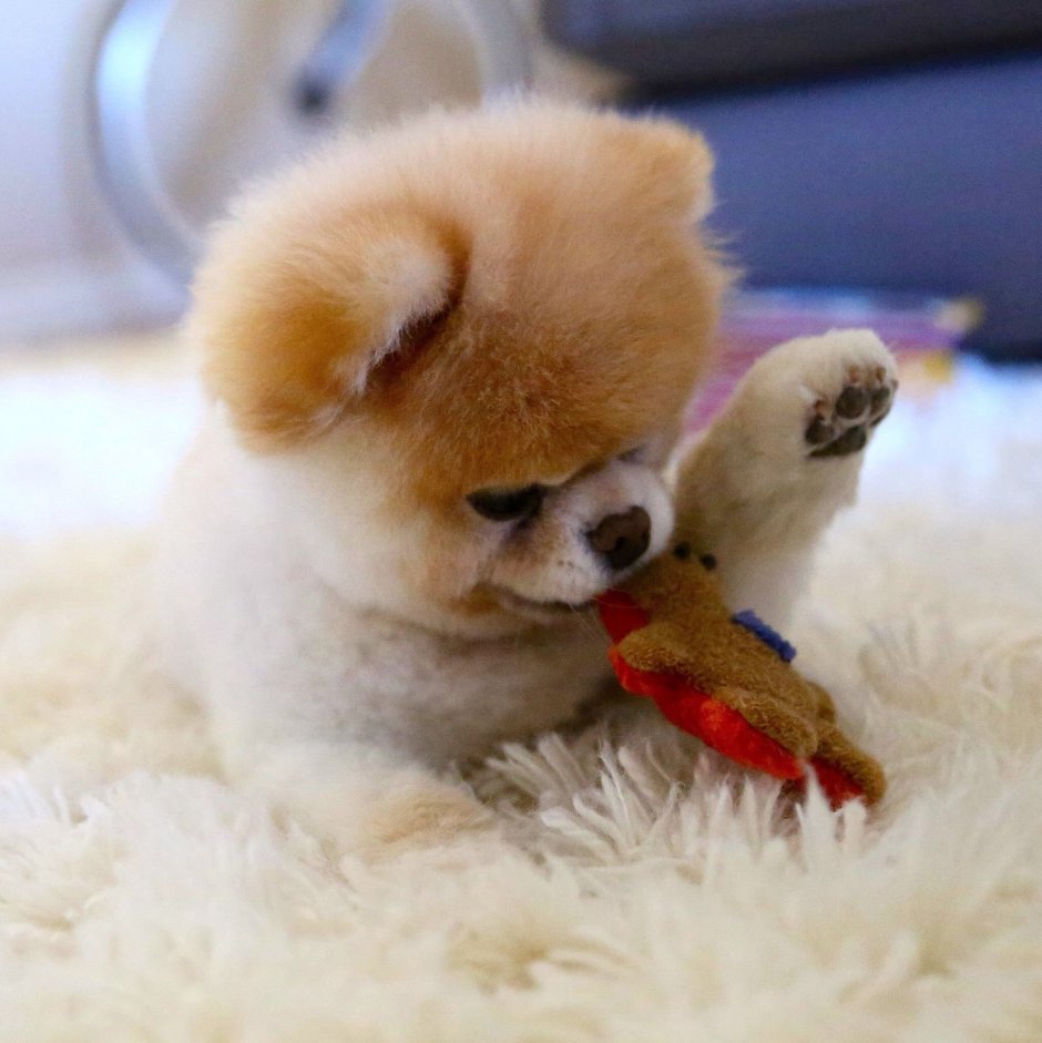 Чау-чау собака